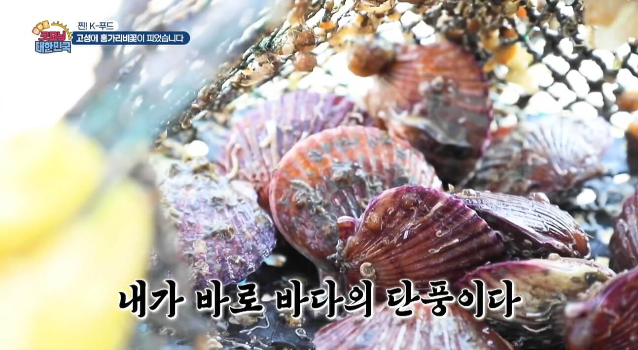 굿모닝대한민국 고성 홍가리비 홍가리비장