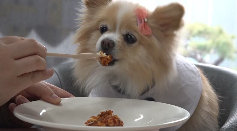 극한직업 강아지 사료 공장에서 만든 사료를 먹고 있는 강아지