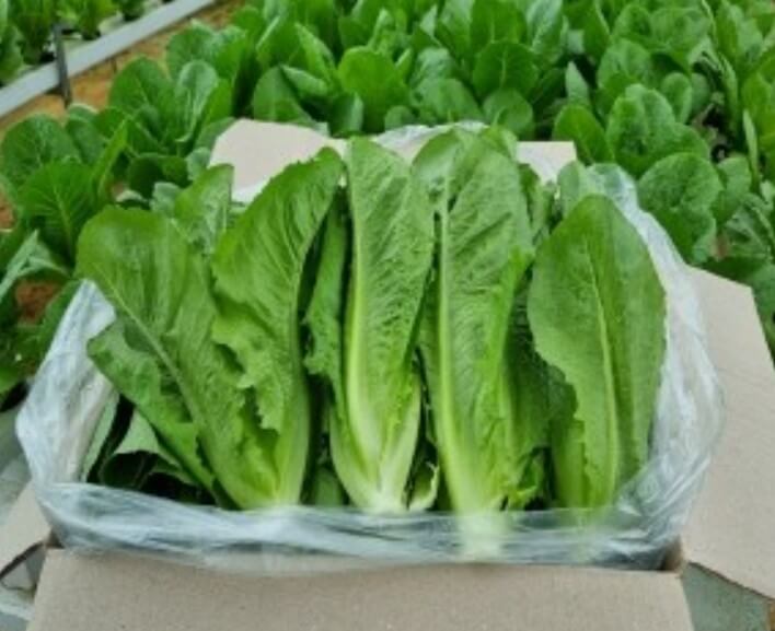 동네한바퀴 청주 부자의 로메인상추를 박스에 담은 모습
