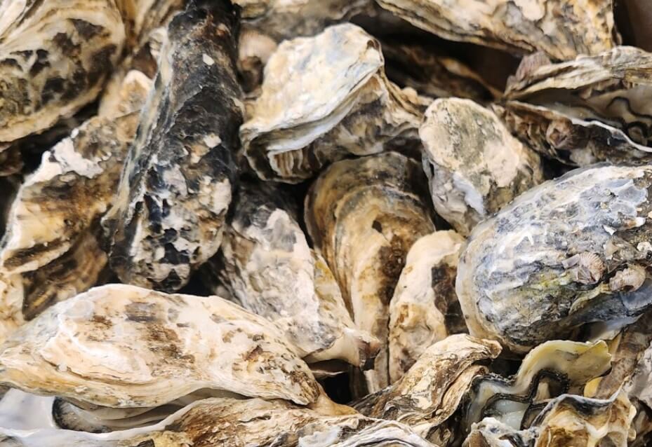 생생정보 가격파괴 Why 굴찜 무한리필 1인 13000원 한 냄비