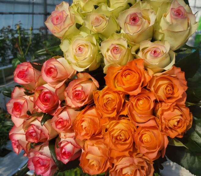 생생정보 강진장미 수확의 달인 장미꽃다발