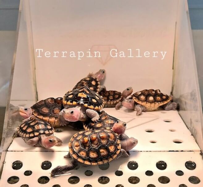 생생정보 반려거북 분양