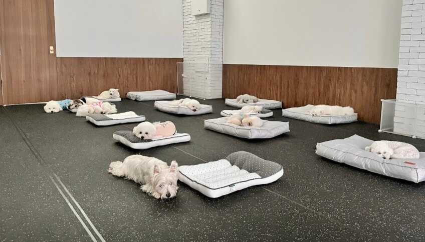 생활의달인 애견유치원선생님달인 낮잠 자는 강아지들