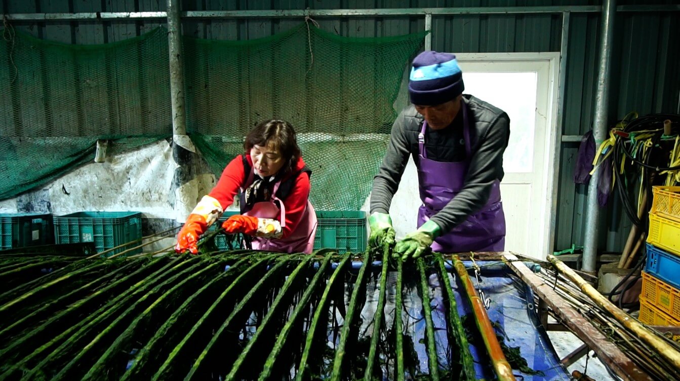 한국기행 달콤한겨울 전남 장흥 매생이