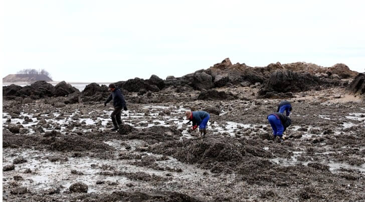 한국인의밥상 고온리 굴 캐는 모습