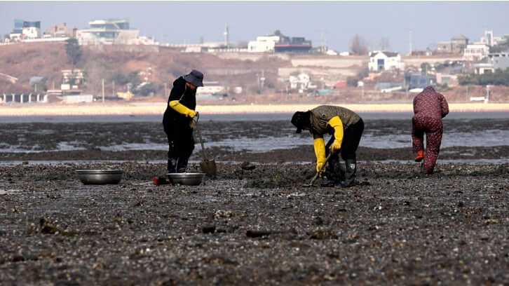 한국인의밥상 화성 백미리마을 김 채취하는 모습