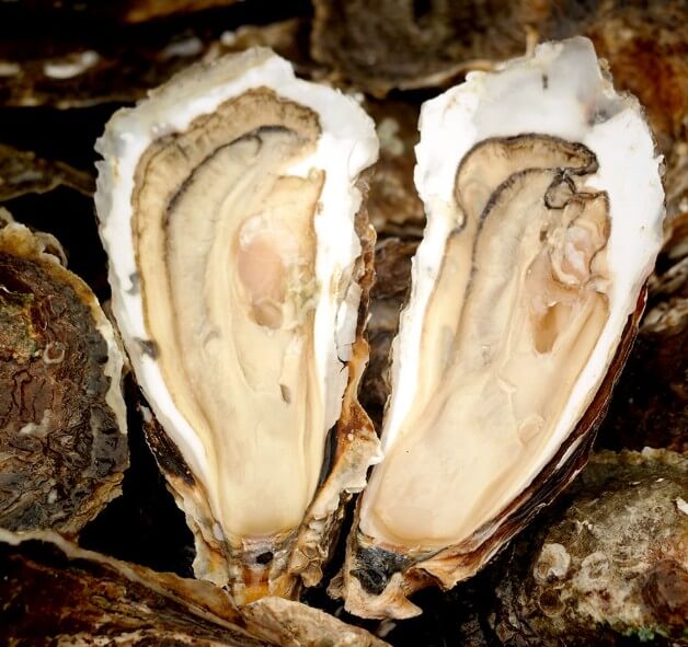 6시내고향 광양 섬진강 벚굴