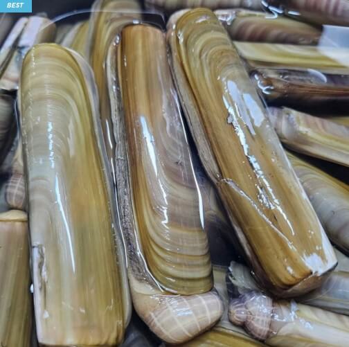 6시내고향 태안 대맛조개