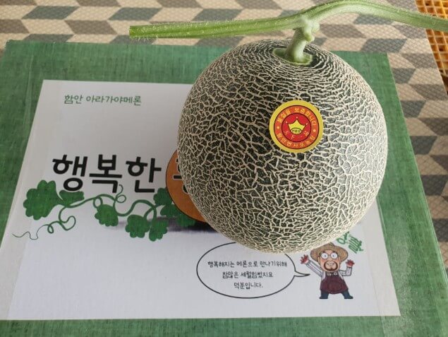 6시내고향 함안 멜론