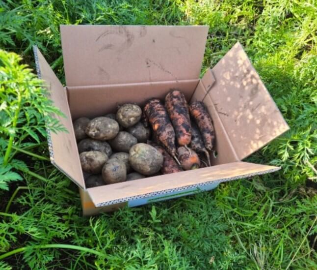 생생정보 제주 구좌당근 수확의 달인 구좌당근