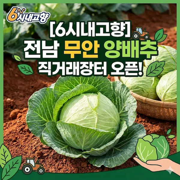 6시내고향 도시상륙 직거래장터 전남 무안 양배추 썸네일