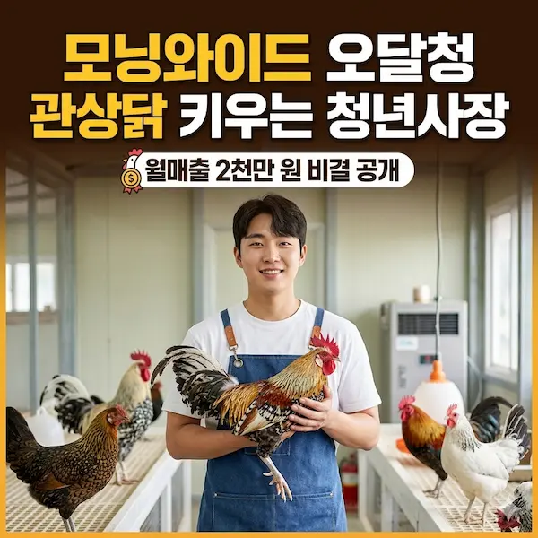 모닝와이드 오달청 관상닭 키우는 청년사장 썸네일