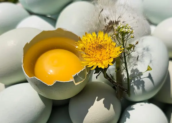 생생정보 나나랜드 단짝부부의 청계농장 유정란