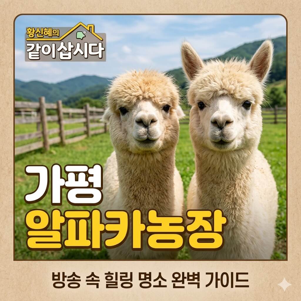 황신혜의 같이삽시다 가평 알파카농장 썸네일