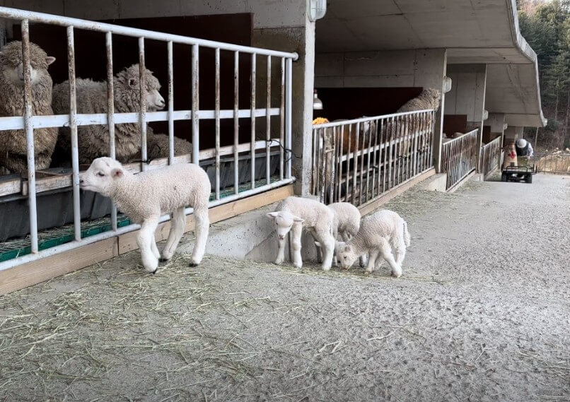황신혜의 같이삽시다 가평 알파카농장