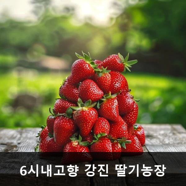 6시내고향 강진 딸기농장 관련 대표 이미지