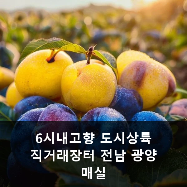 6시내고향 도시상륙 직거래장터 전남 광양 매실