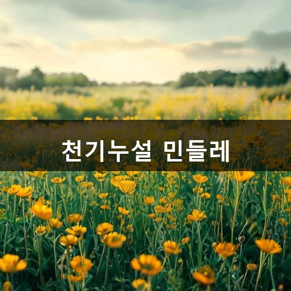 천기누설 민들레 관련 대표 이미지