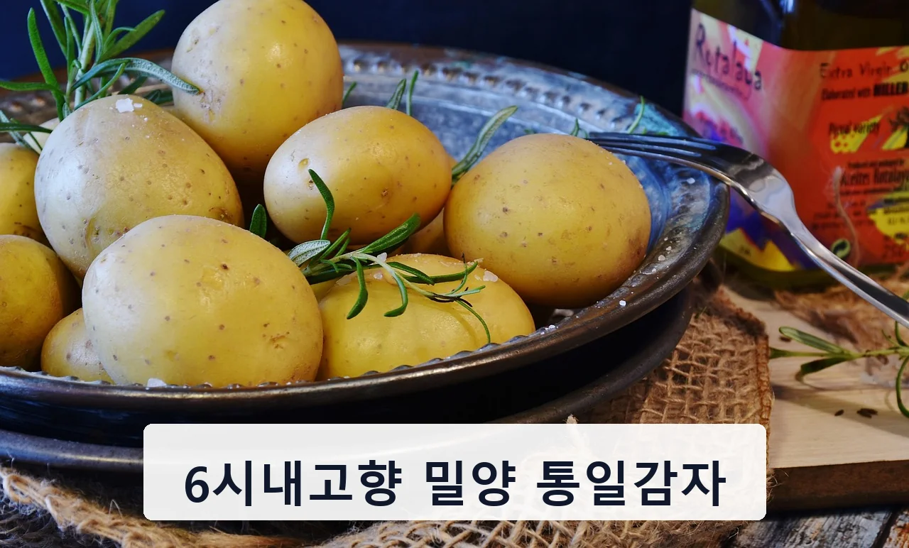 6시내고향 밀양 통일감자