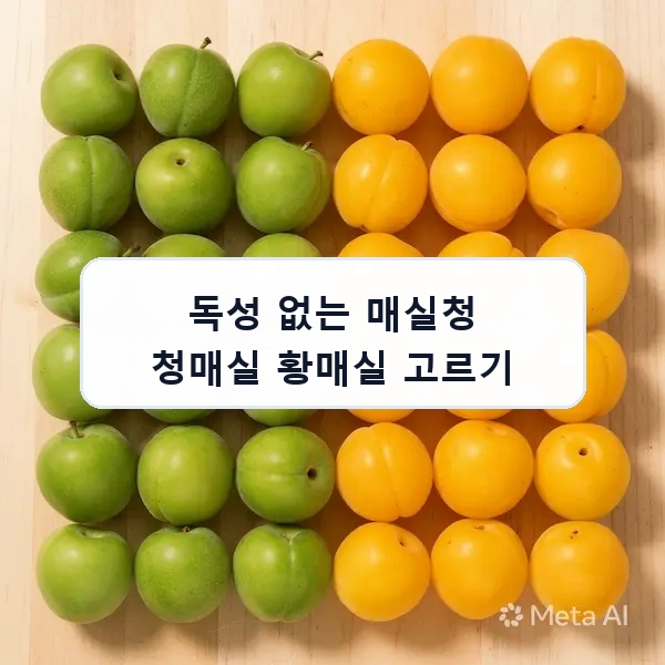 독성 없는 매실청 청매실 황매실 고르기 안내 이미지