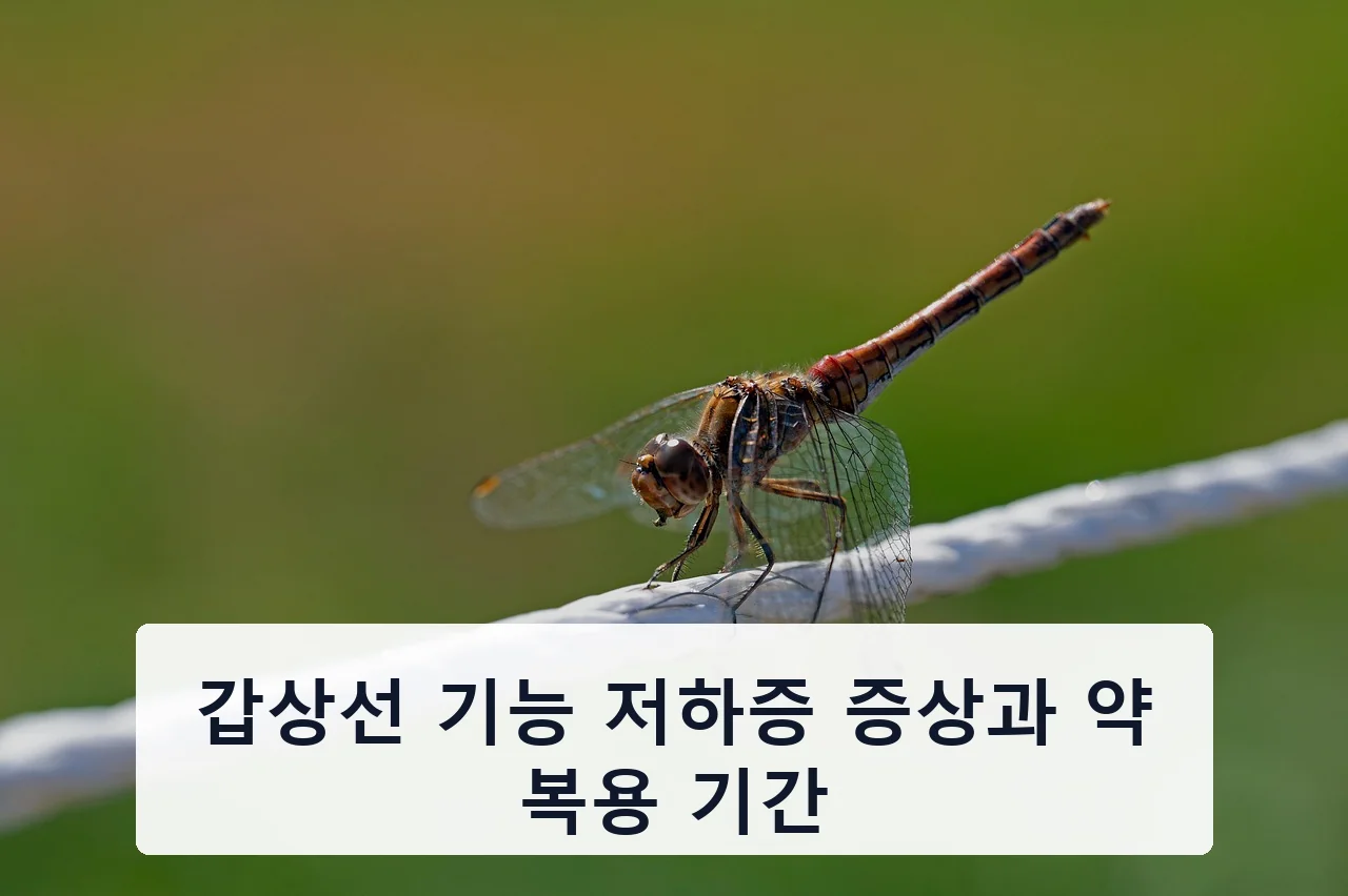 갑상선 기능 저하증 증상과 약 복용 기간