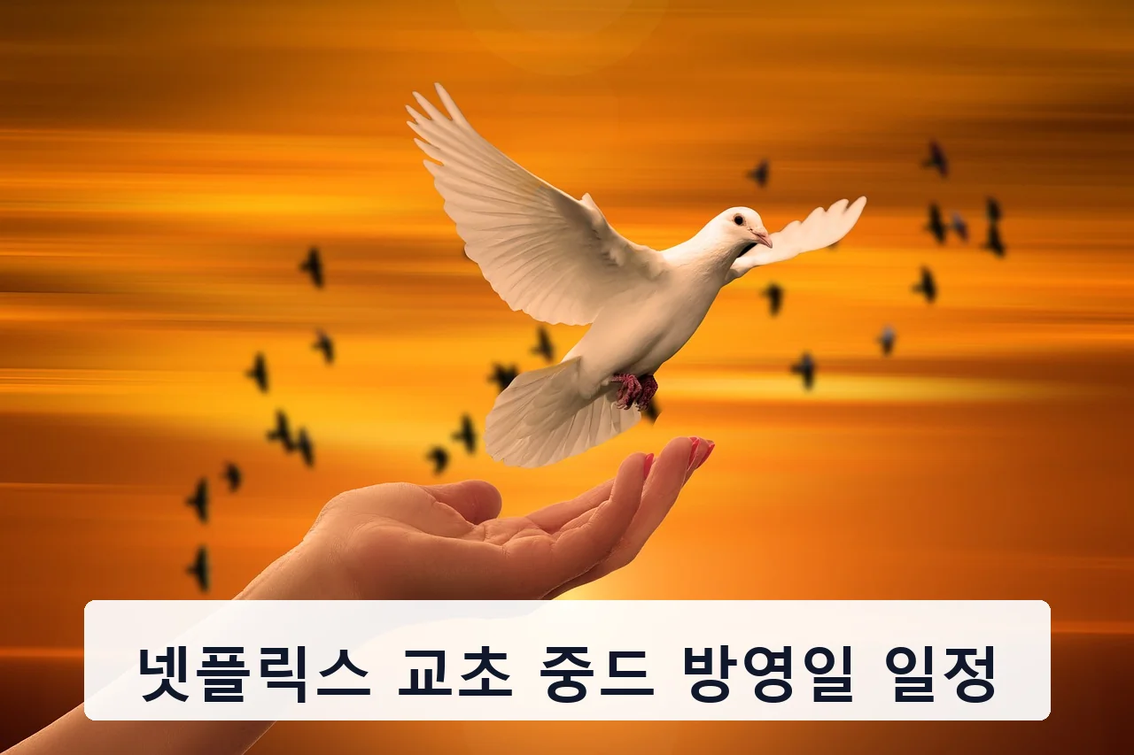 넷플릭스 교초 중드 방영일 일정