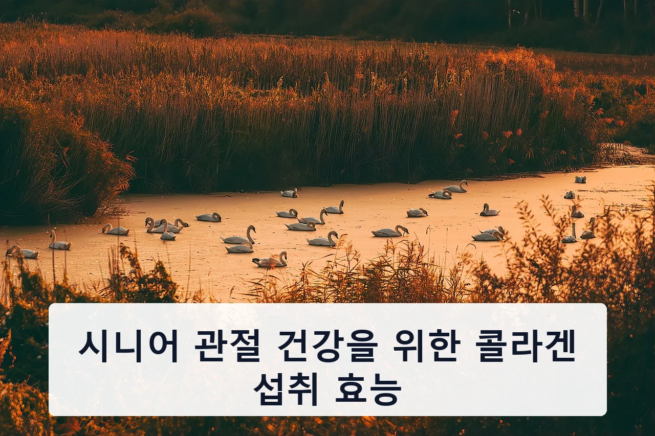 시니어 관절 건강을 위한 콜라겐 섭취 효능