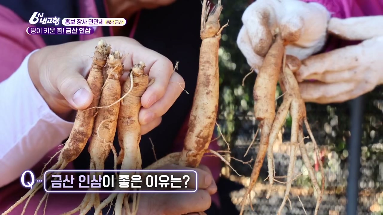 6시내고향 홍보장사 금산 인삼정과 관련 실용 안내 사진 1