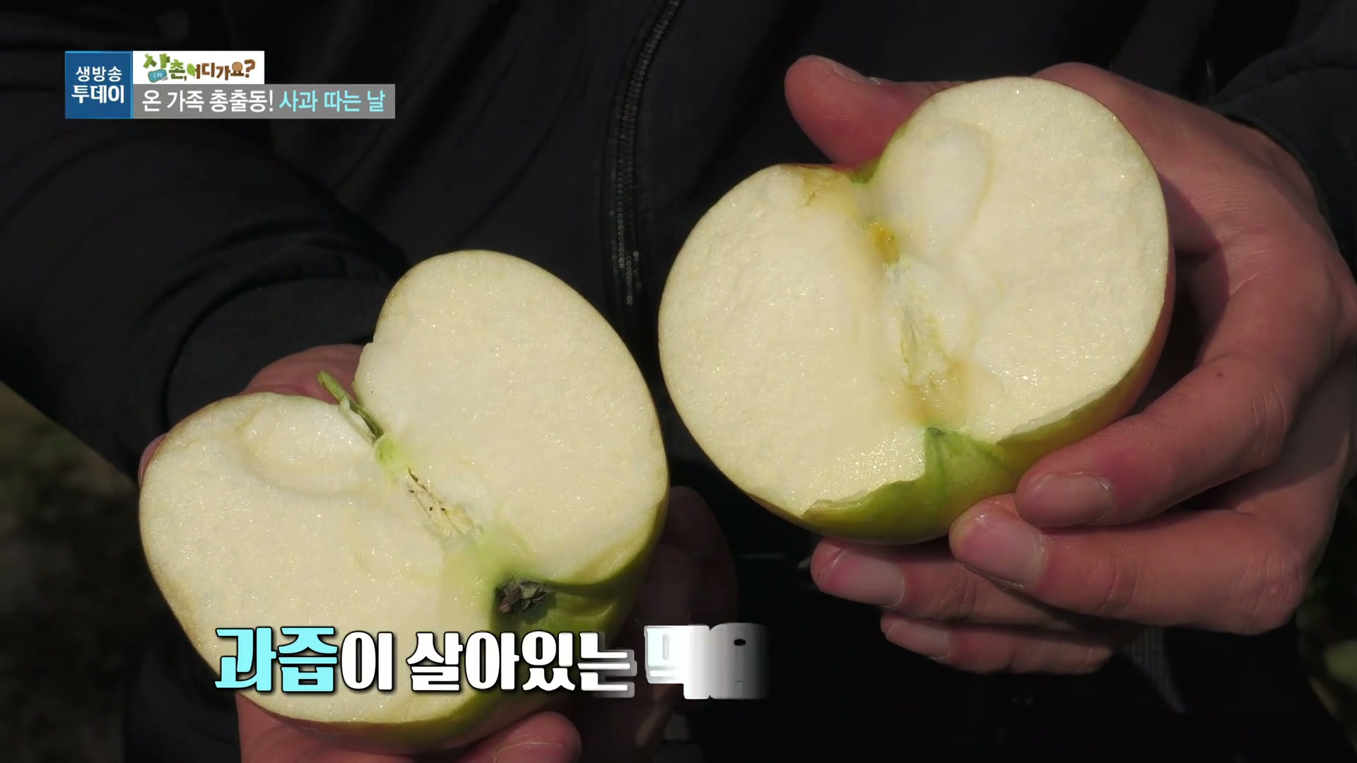 모닝와이드 전원속으로 8종 사과농장 관련 실용 안내 사진 1
