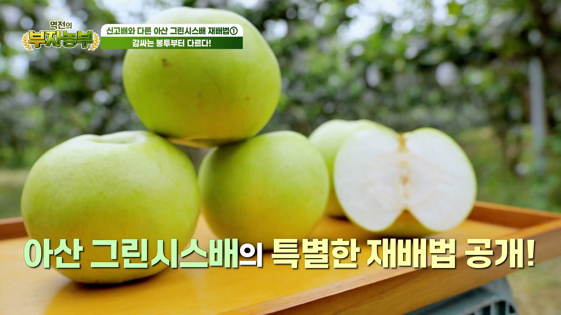 역전의부자농부 아산 그린시스배 관련 실용 안내 사진 3