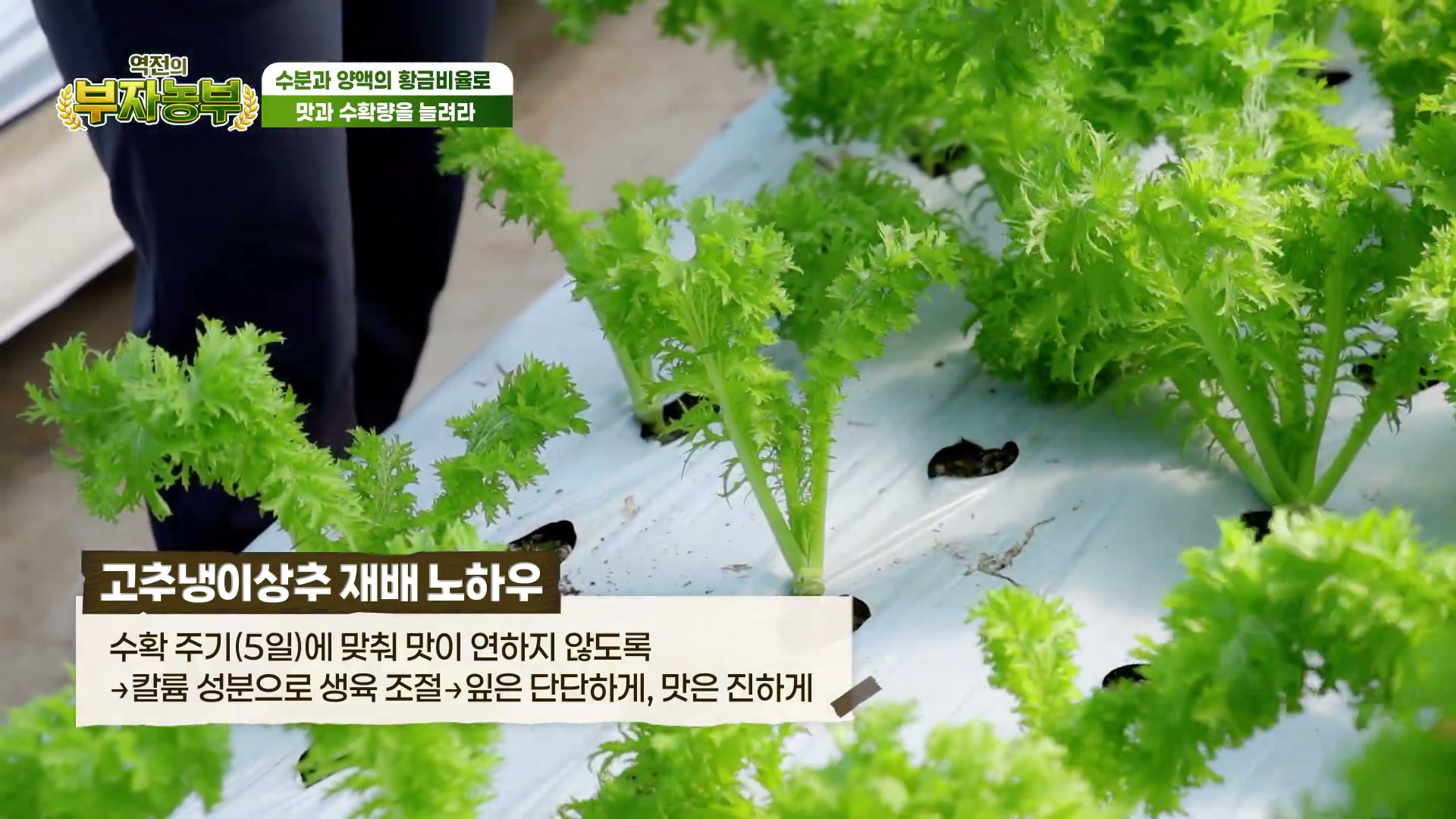 역전의부자농부 충남금산 고추냉이상추 관련 실용 안내 사진 2