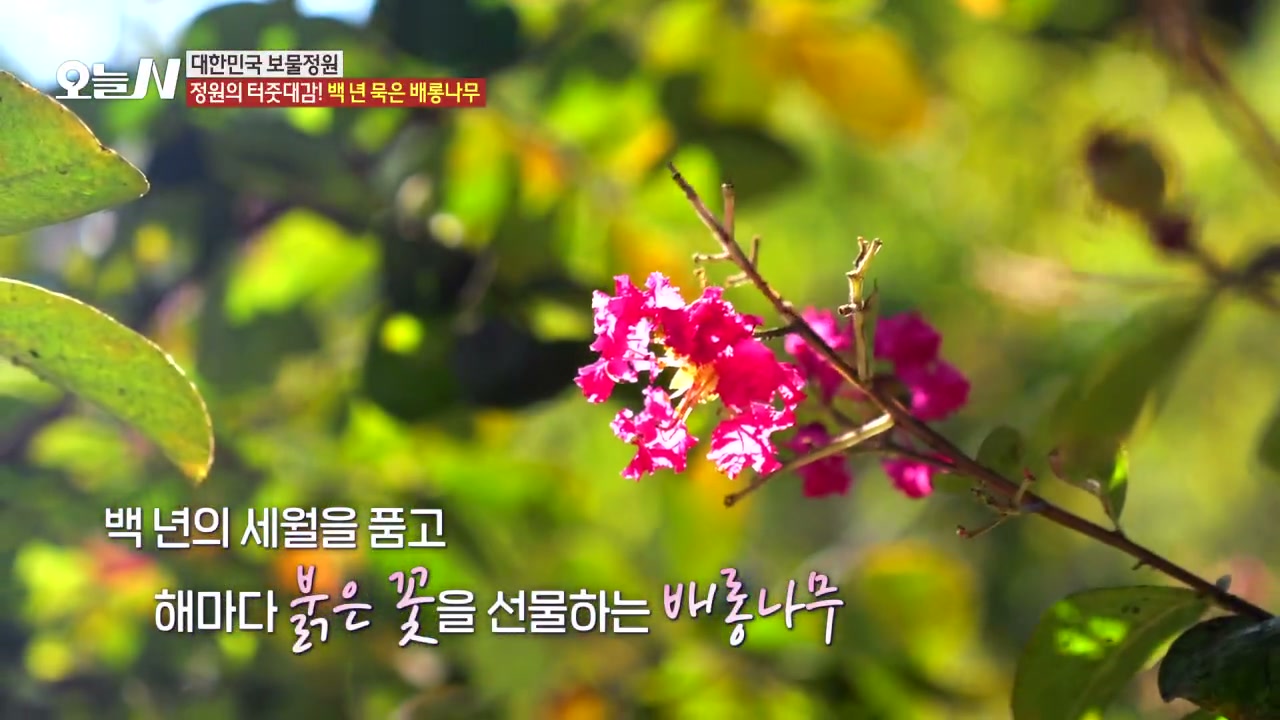 오늘N 군산 배롱나무정원 관련 실용 안내 사진 1